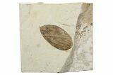 Eocene Fossil Swartzia (Legume) Leaf - Utah #262380-1